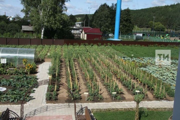 Бакчада нинди үлән үстергән өчен җинаять җаваплылыгы булуы билгеле