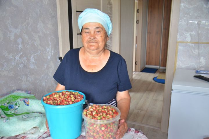 72 яшьлек Флүрә Шәрифуллина бу көннәрдә басу-кырлардан кайтып керми