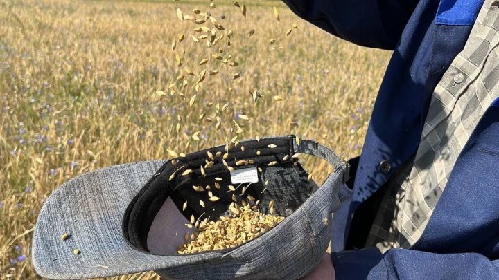 Дневник жатвы: средняя урожайность составляет 18,4 центнера с гектара