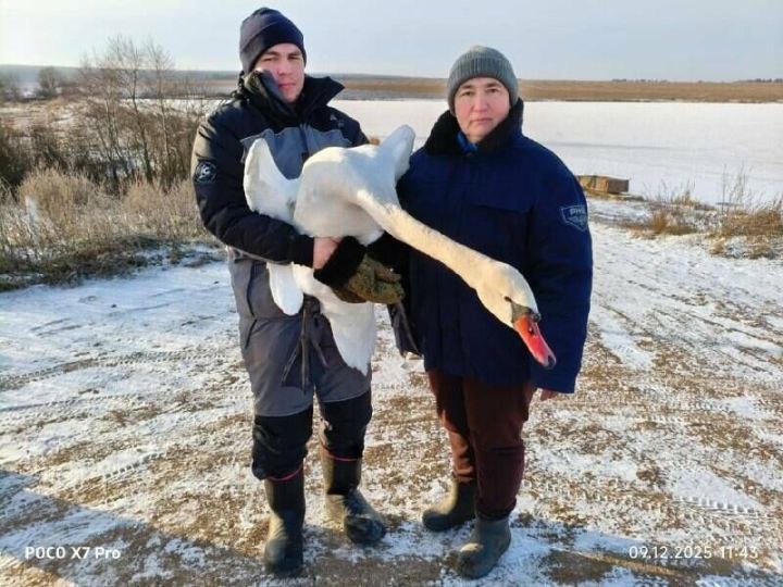В Агрызском районе экологи спасли краснокнижного лебедя-шипуна