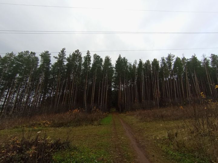 Прогноз погоды на 5 декабря в Агрызе