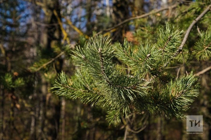 В Татарстане восстановят леса на площади 2800 га по нацпроекту
