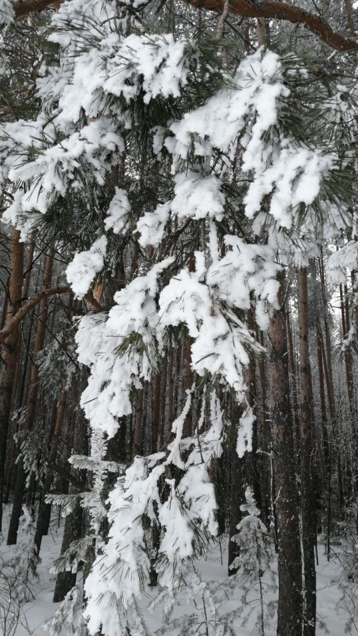 Прогноз погоды на 13 февраля в Агрызе