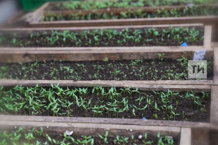 Белгечләр быел нинди сортлар утырту кулайрак икәнен искәртә