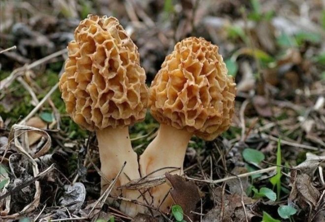 Ә сез кәҗә гөмбәсе (сморчки) җыеп, кыздырдыгызмы әле