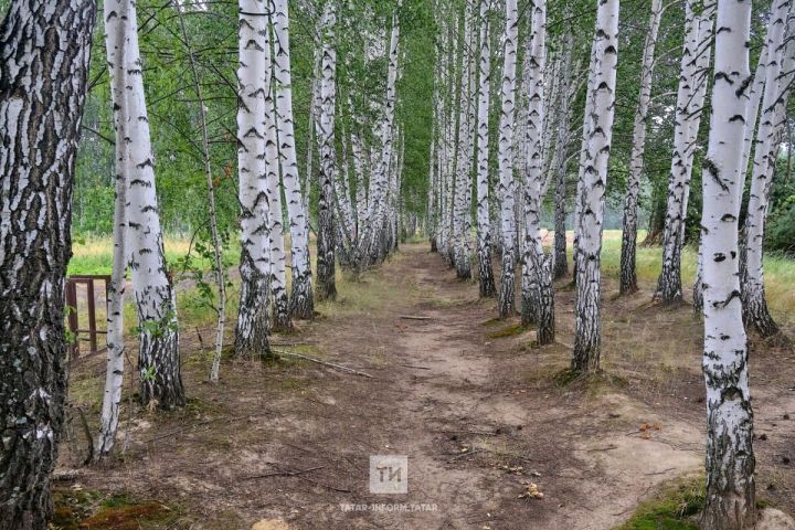 В Татарстане зарегистрирован первый случай клещевого боррелиоза
