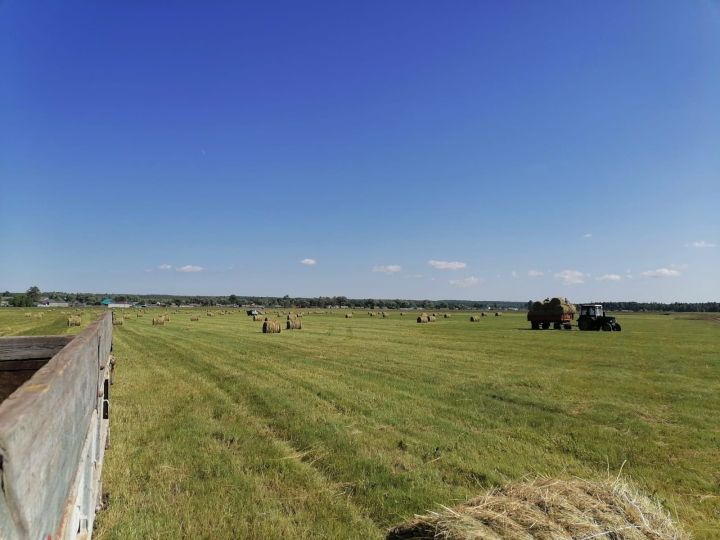 В хозяйствах Агрызского района приступили к заготовке кормов