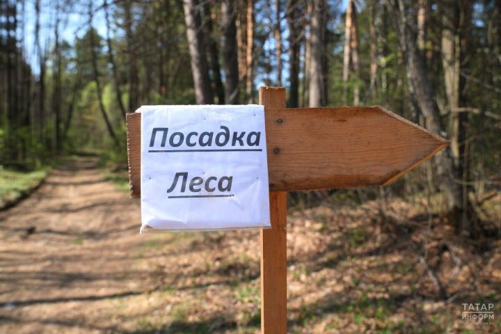 В республике благодаря нацпроекту восстановлено более 1700 гектаров леса