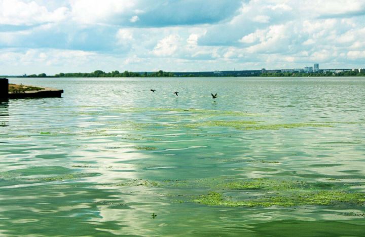 Чем опасно купание в цветущих водоемах?