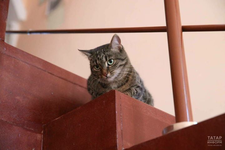 Дәүләт Думасында фатирда мәче һәм этләр санын чикләү турында проектны карарга мөмкиннәр