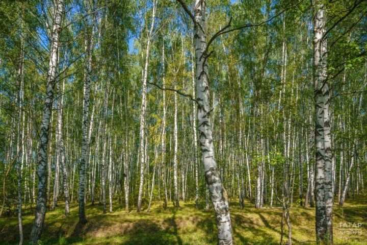 В Татарстане приобретут лесную технику в рамках нацпроекта «Экологическое благополучие»
