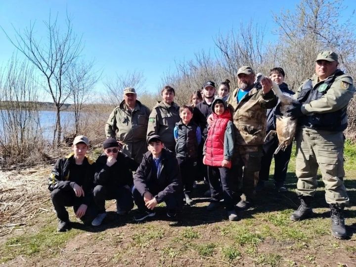 Спасённого лебедя-кликуна выпустили на волю в заказнике «Кичке-Тан»