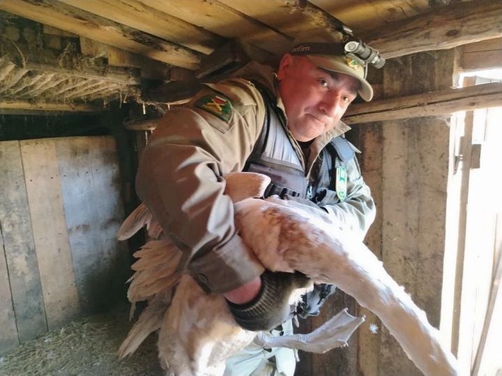 Спасённого лебедя-кликуна выпустили на волю в заказнике «Кичке-Тан»