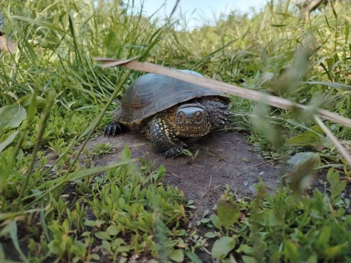 В Агрызском районе спасли и выпустили в природу европейскую болотную черепаху