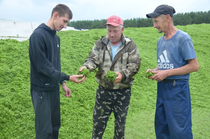 Район хуҗалыкларында терлек азыгы хәзерләү кампаниясе бара