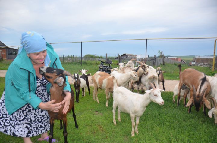 Супруги из Исенбаево держат три десятка коз и две коровы