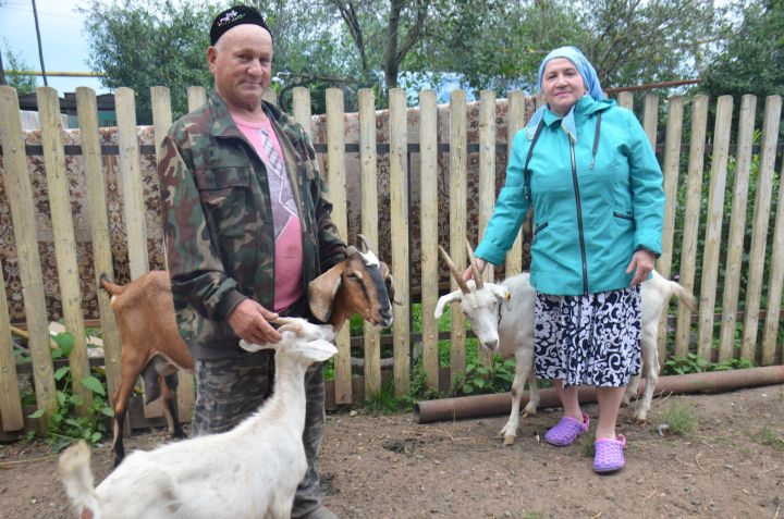 Супруги из Исенбаево держат три десятка коз и две коровы